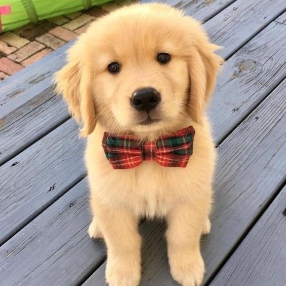 見た目は子供、頭脳は成犬