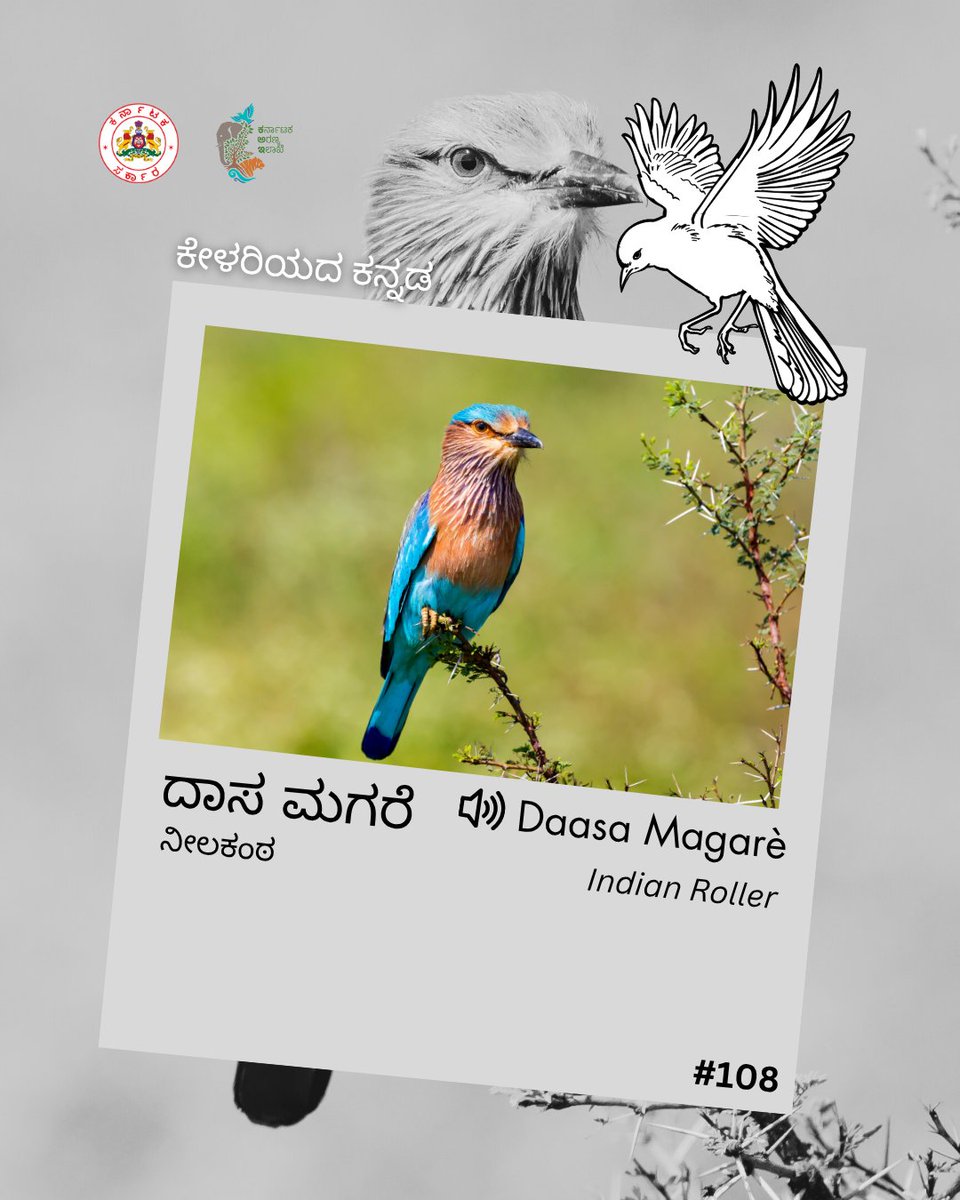 ಕರ್ನಾಟಕದ ರಾಜ್ಯ ಪಕ್ಷಿ “ನೀಲಕಂಠ”. ಇದಕ್ಕಿರುವ ಇನ್ನೊಂದು ಹೆಸರಿನ ಬಗ್ಗೆ ನಿಮಗೆ ತಿಳಿದಿದೆಯೇ? ತಿಳಿಯಲು ಓದಿರಿ.
Karnataka’s state bird, Indian Roller is called “Neelakanta” in Kannada. Do you know the rare word for it ? Read to know more.

#kfdwordseries #learnaword #indianroller #statebird