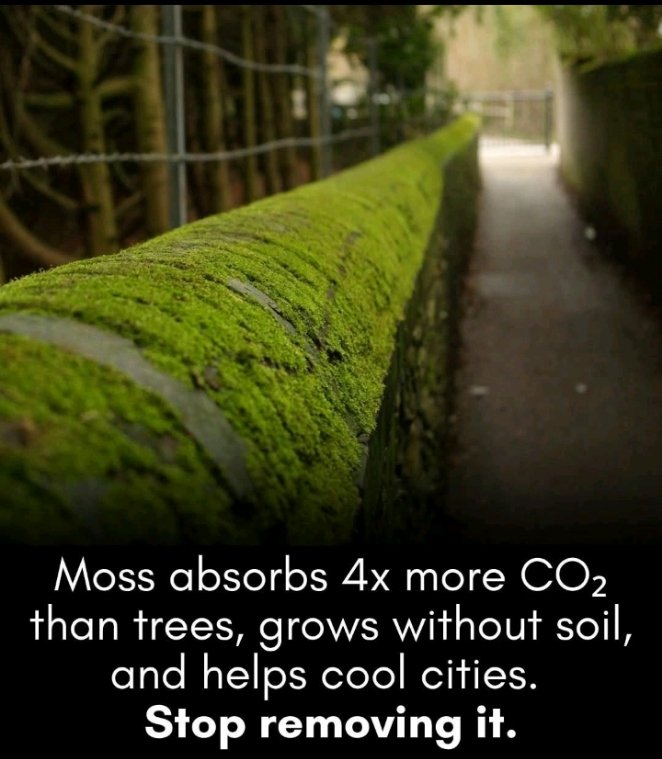 JAMES757694278's tweet photo. Did you know moss absorbs 4x more CO2 than trees? Let's protect this climate hero! Stop removing it from buildings & walls. It's a natural air conditioner! #MossMatters #ClimateAction #Sustainability @judithcallagha9 @rhosking252 @violin4all @ https://t.co/HTErXDA0tX