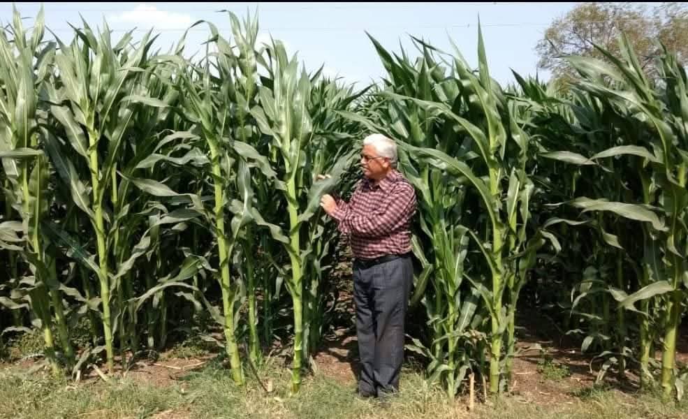 BDJade1's tweet image. *आता थांबायचं नाही !* 
जैन ठिबक च्या-
प्रगत तंत्रावर मका लागवड करा
आणि अधिक उत्पादन मिळवा !!
विचार करा पक्का !
लागवड करा मका !!
नि मिळवू जादा पैका !!
- डॉ.बी डी जडे, 
वरीष्ठ कृषीविद्या शास्त्रज्ञ आणि प्रमुख 
- कृषीविद्या, विस्तार आणि प्रशिक्षण,
जैन इरीगेशन सिस्टीम्स लि.
#AjitJisl