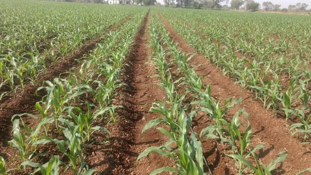 BDJade1's tweet image. *आता थांबायचं नाही !* 
जैन ठिबक च्या-
प्रगत तंत्रावर मका लागवड करा
आणि अधिक उत्पादन मिळवा !!
विचार करा पक्का !
लागवड करा मका !!
नि मिळवू जादा पैका !!
- डॉ.बी डी जडे, 
वरीष्ठ कृषीविद्या शास्त्रज्ञ आणि प्रमुख 
- कृषीविद्या, विस्तार आणि प्रशिक्षण,
जैन इरीगेशन सिस्टीम्स लि.
#AjitJisl