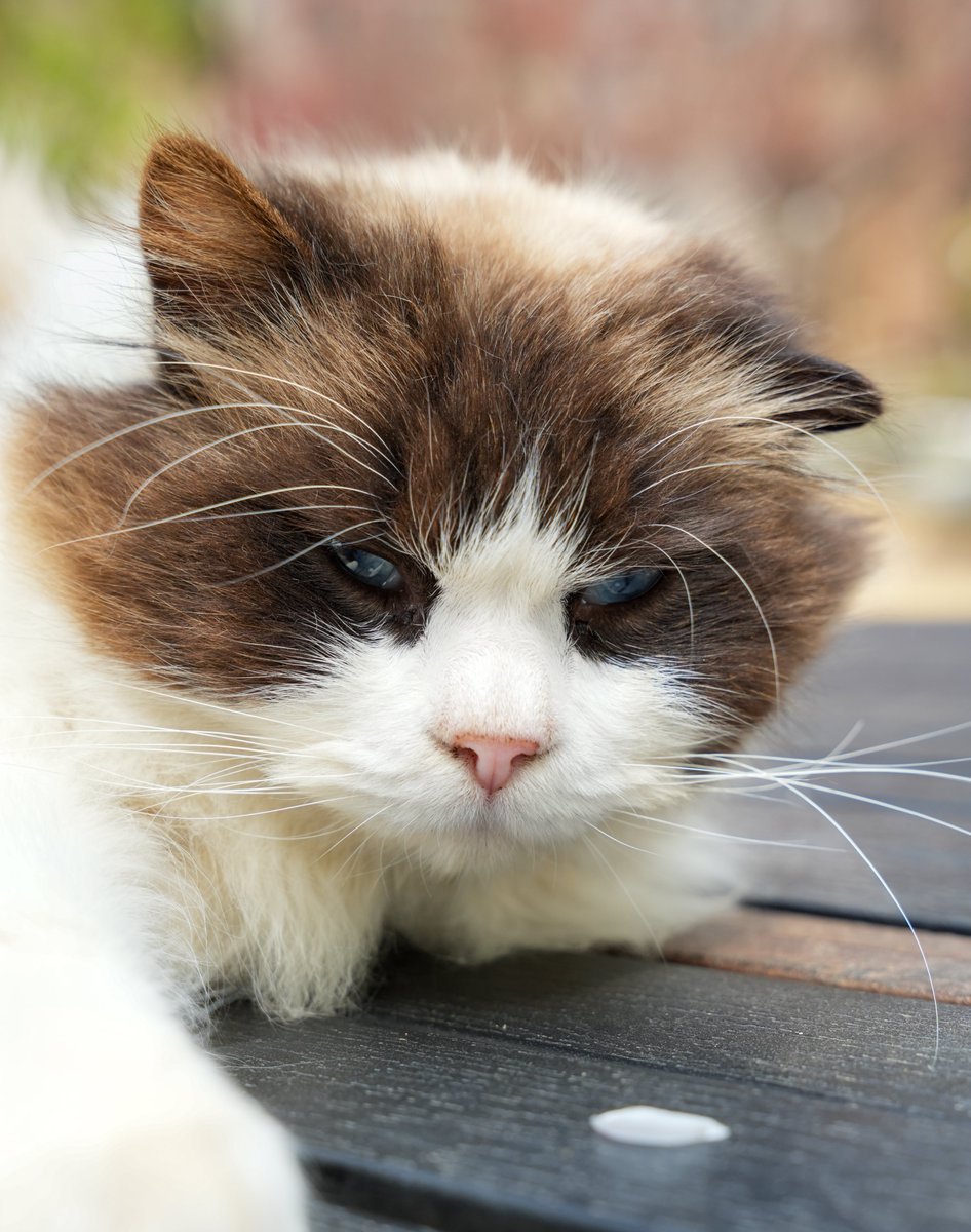 자다 일어나서 셀카 찍은 고양이
