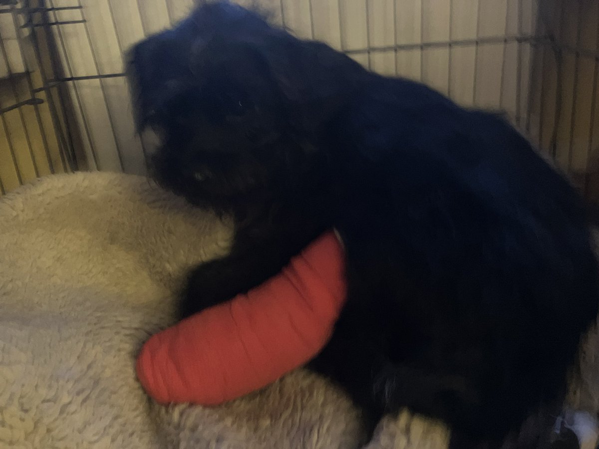 Oh amigos. We duz need Paws In for my new sis Winnie. She gone dun a daft fing and hurt her back paw. She jumped out of bedroom window!!  Broke foot. Went to football pitch maybe following smell of me and Dad. Frens found her and dad came. Stable now but Will need surjury 😢
