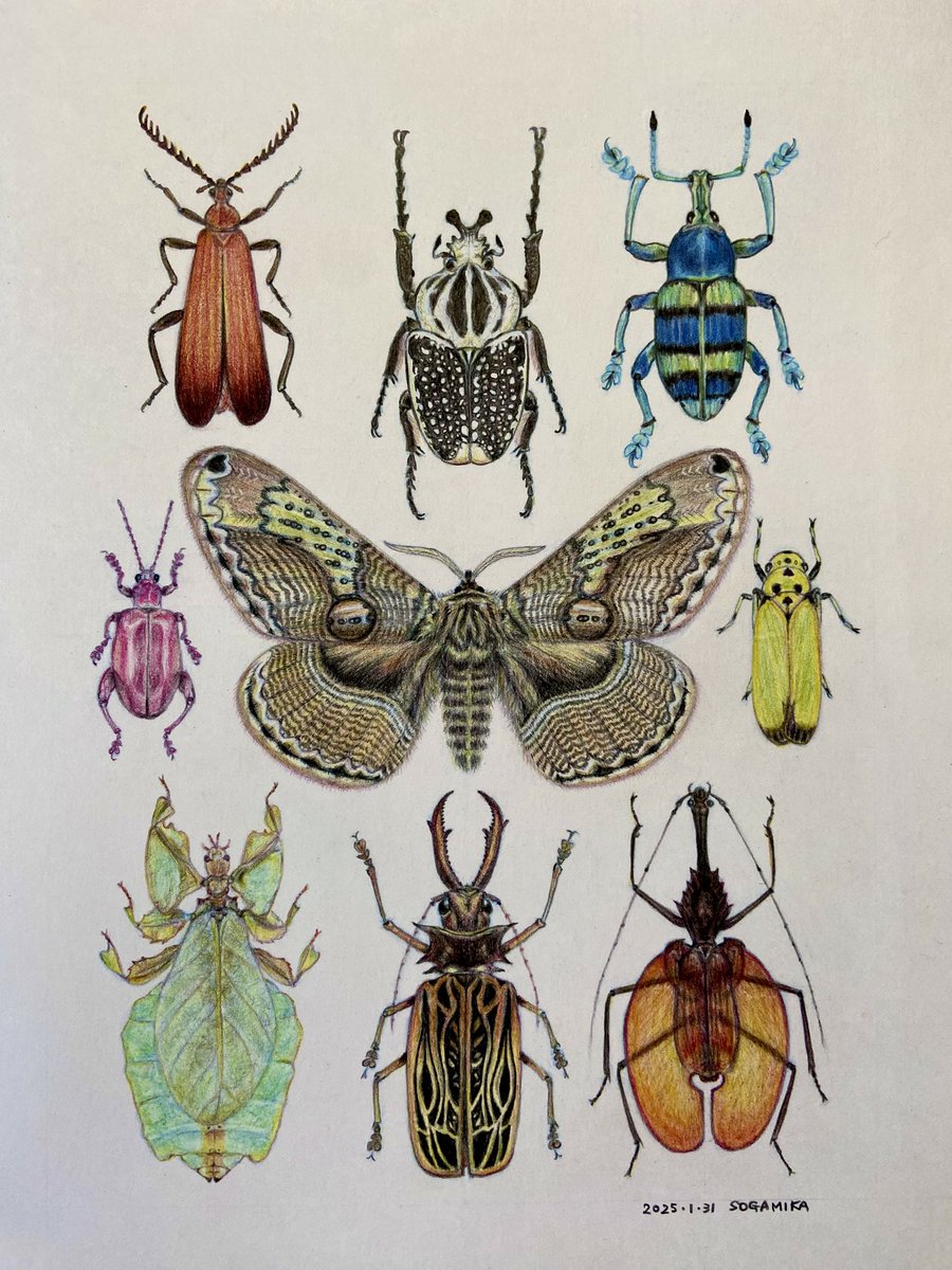 曽我 美香 色鉛筆画家✴︎５色で描く色鉛筆画作品展2✴︎4/4~4/24えんしんライフサポートプラザ tweet media