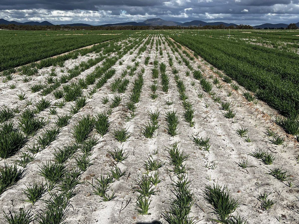Nth Stirlings re-engineered site. spading depth x clay tonnes trial. 
1. Spading + clay
2. Spading - clay
3. Nil control
<a href="/azam_gaus/">Dr Gaus Azam</a> <a href="/SteveDsoilsciWA/">Stephen Davies</a> <a href="/stuart_witham/">Stuart Witham</a> <a href="/DPIRDbroadacre/">DPIRD Broadacre - WA Grains & Livestock</a> <a href="/GRDCWest/">GRDC West</a>