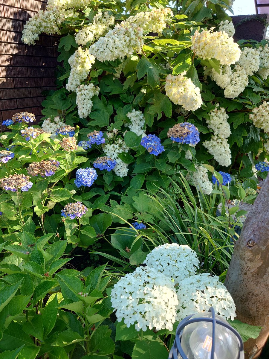 595_compe's tweet photo. 暑さにも負けず！ https://t.co/T5hbQYW7YB