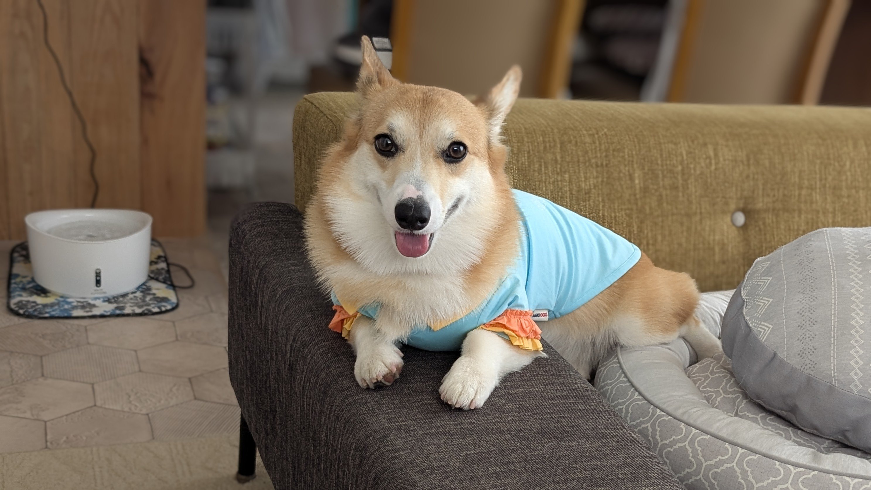 楽天市場】コーギー マグネット 車用 CORGI IN CAR : まいわんちょ