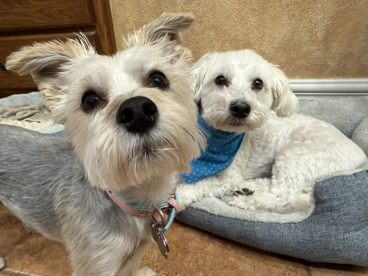 SirBailey2's tweet photo. Mommy hers wanted toโs post. An picture of meโs in meโs light blue bandanie ๐ Toโs show what an angel ๐ meโs is. Yous know what happened: Rosie Rosie Rosie ๐น๐ถ๐พ #mesfeellikejanbrady #dogsoftwitter #adogsofx #adogslife #doggo #pets ๐ https://t.co/KKjkx0BGvR