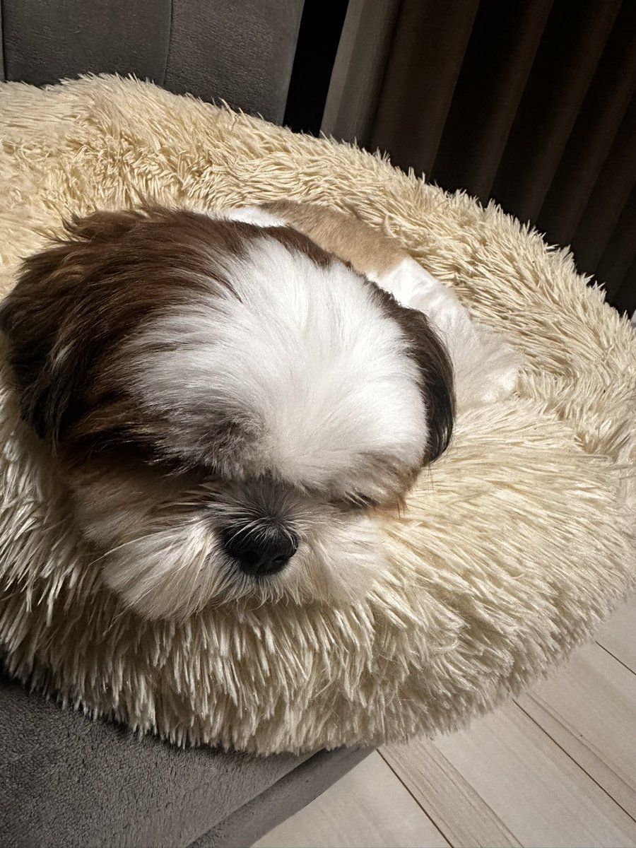 takuma_baz's tweet image. 暑いね。

熱中症気をつけて、特にフレブルちゃんとか鼻ぺちゃ系のワンコ🐶💦　
　
ヨダレダラダラ　　
涙　
水飲まない、食べない　
↑ 
このあたり熱中症のサイン⚠️  

大成な家族守ってあげてね