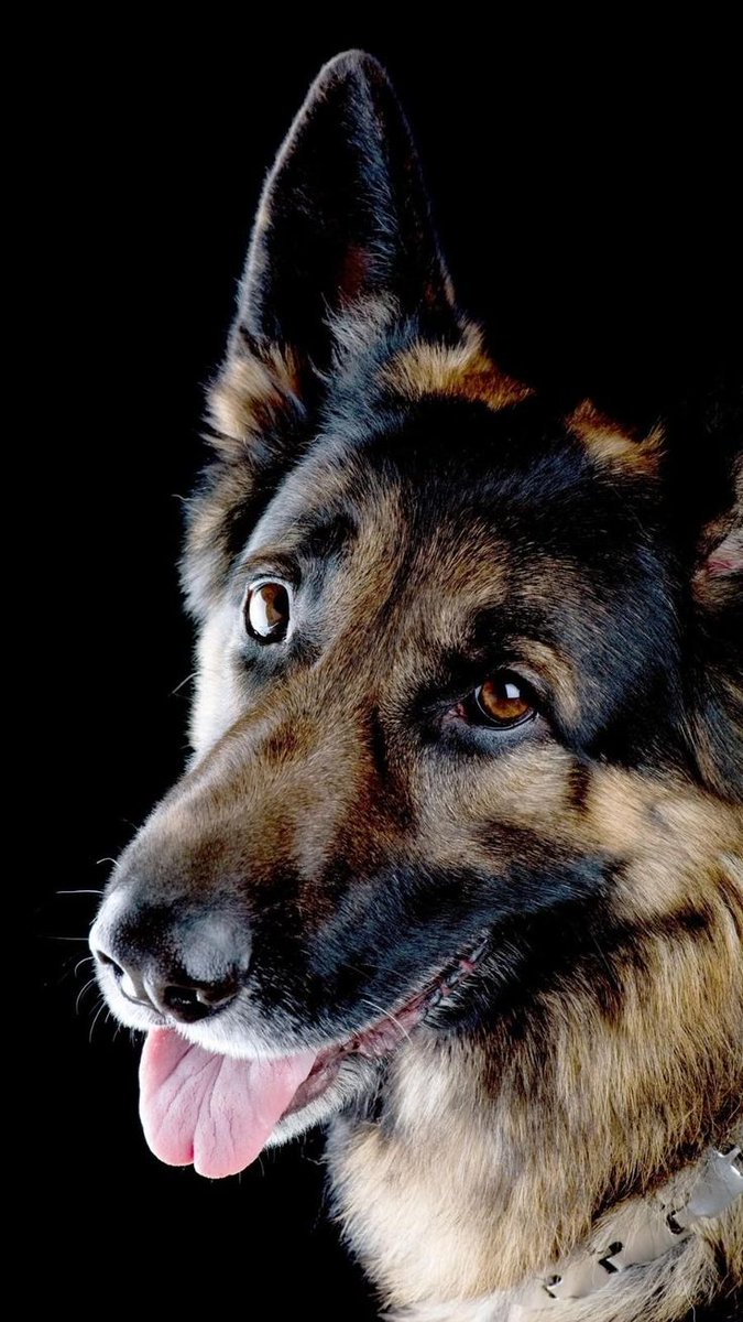 gsd_loversclub's tweet photo. #GermanShepherd #DogPortrait #GSD #DogsofX (or #DogsofTwitter) #PetPhotography #LoyalDog #SmartDog #BeautifulDog #Canine #DogLove #AnimalPhotography #FurryFriend #PurebredDog https://t.co/QtjWZkrros