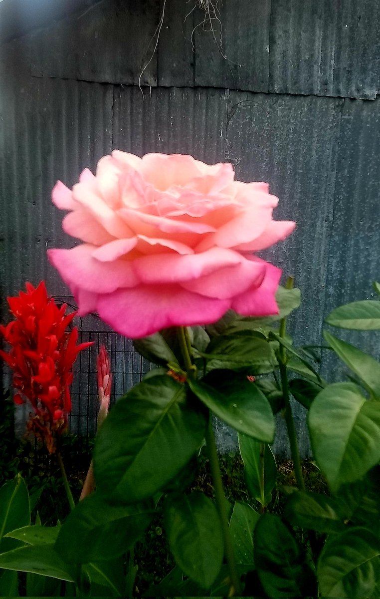 Good Night, sweet dreams ...