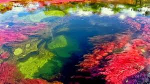Caño cristales: el río que escapó del Paraíso