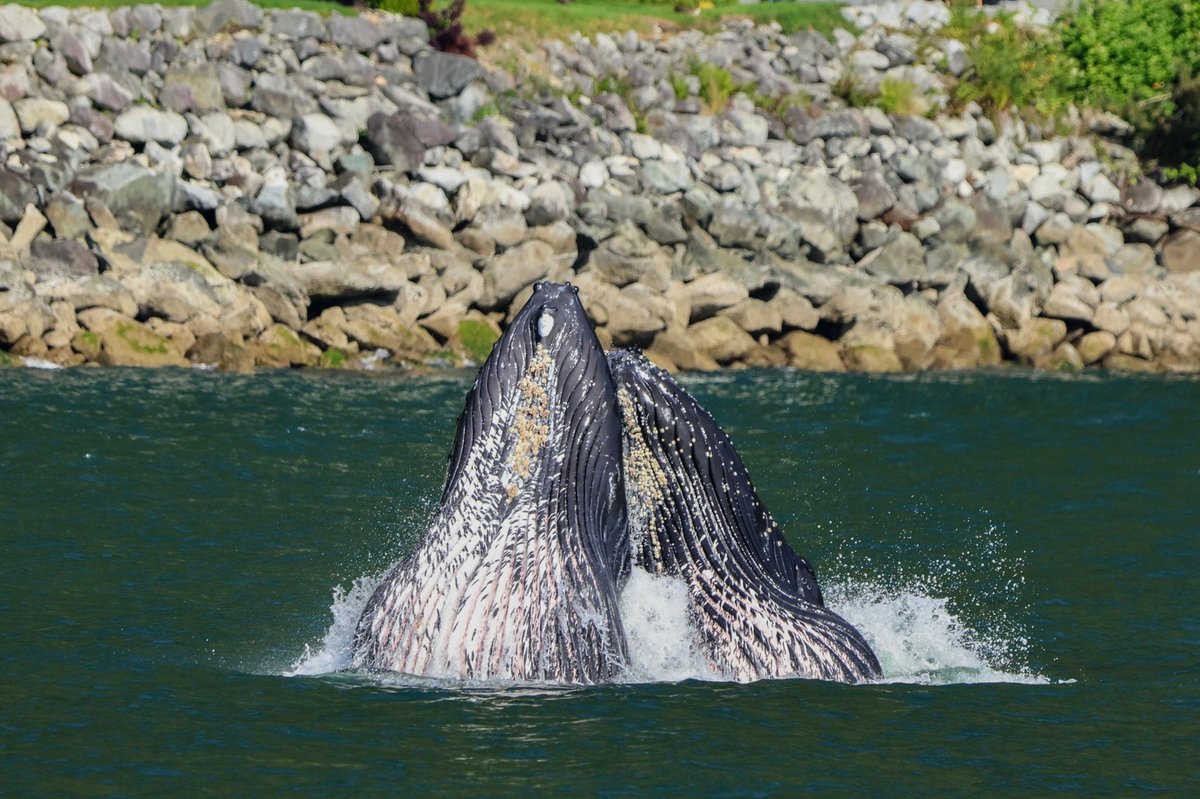 ThePWWA's tweet image. Happy Hump Day! π Meet BFFs Wisp & Malachite. These two have been feeding together near Vancouver for the last few weeks. Both born in 2021, Wisp's mom is Hawaiian humpback BCX1333 "Ghost", while Malachite, matched to Mexico, was born to BCX1210 "Slate".
π·: @Whale_Sightings