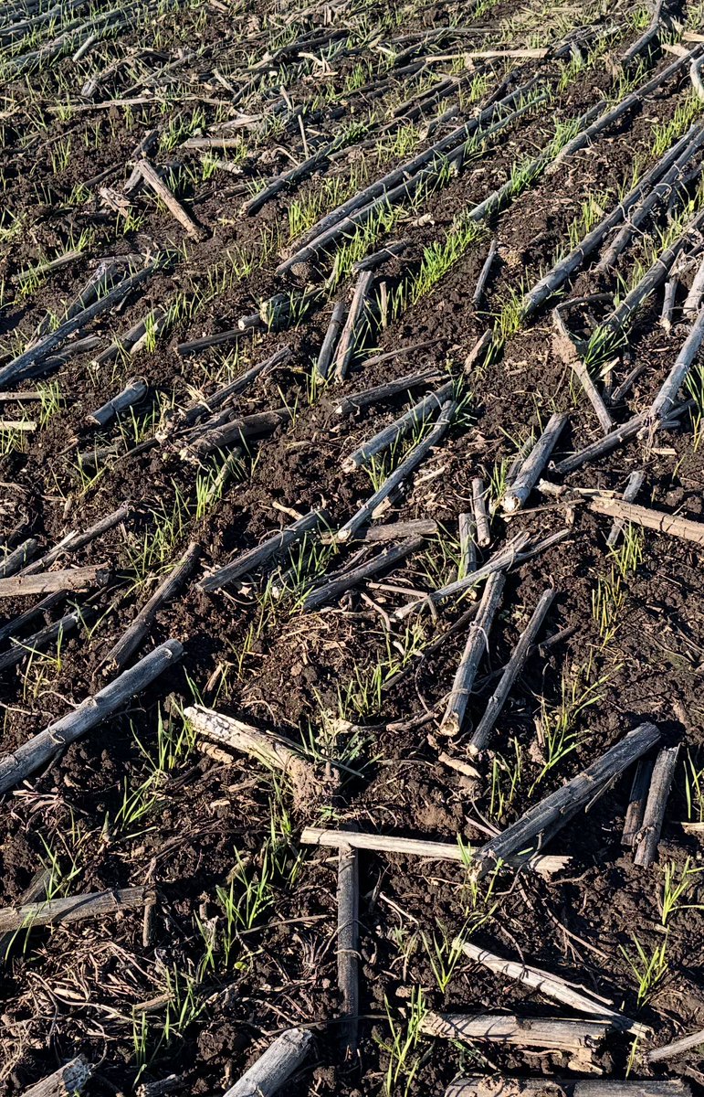 Trigo naciendo en Trenque Lauquen