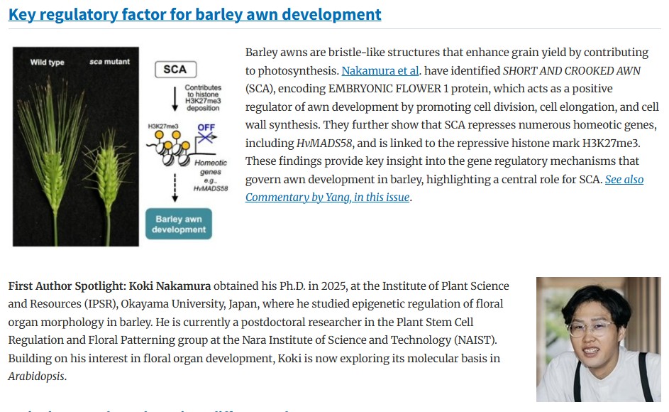 Plant Cell Physiology (@pcp_eic) on Twitter photo 📙PCP latest Research Highlight 3/3
'Key regulatory factor for #barley #awn development'
✨First Author Spotlight: Koki Nakamura💐
Article link: doi.org/10.1093/pcp/pc…
Commentary by Xiujuan Yang💐:
doi.org/10.1093/pcp/pc…
#Plantsci <a href="/JSPP_news/">日本植物生理学会 Jpn. Soc. Plant Physiol. (JSPP)</a> 📙PCP latest Research Highlight 3/3
'Key regulatory factor for #barley #awn development'
✨First Author Spotlight: Koki Nakamura💐
Article link: doi.org/10.1093/pcp/pc…
Commentary by Xiujuan Yang💐:
doi.org/10.1093/pcp/pc…
#Plantsci <a href="/JSPP_news/">日本植物生理学会 Jpn. Soc. Plant Physiol. (JSPP)</a>