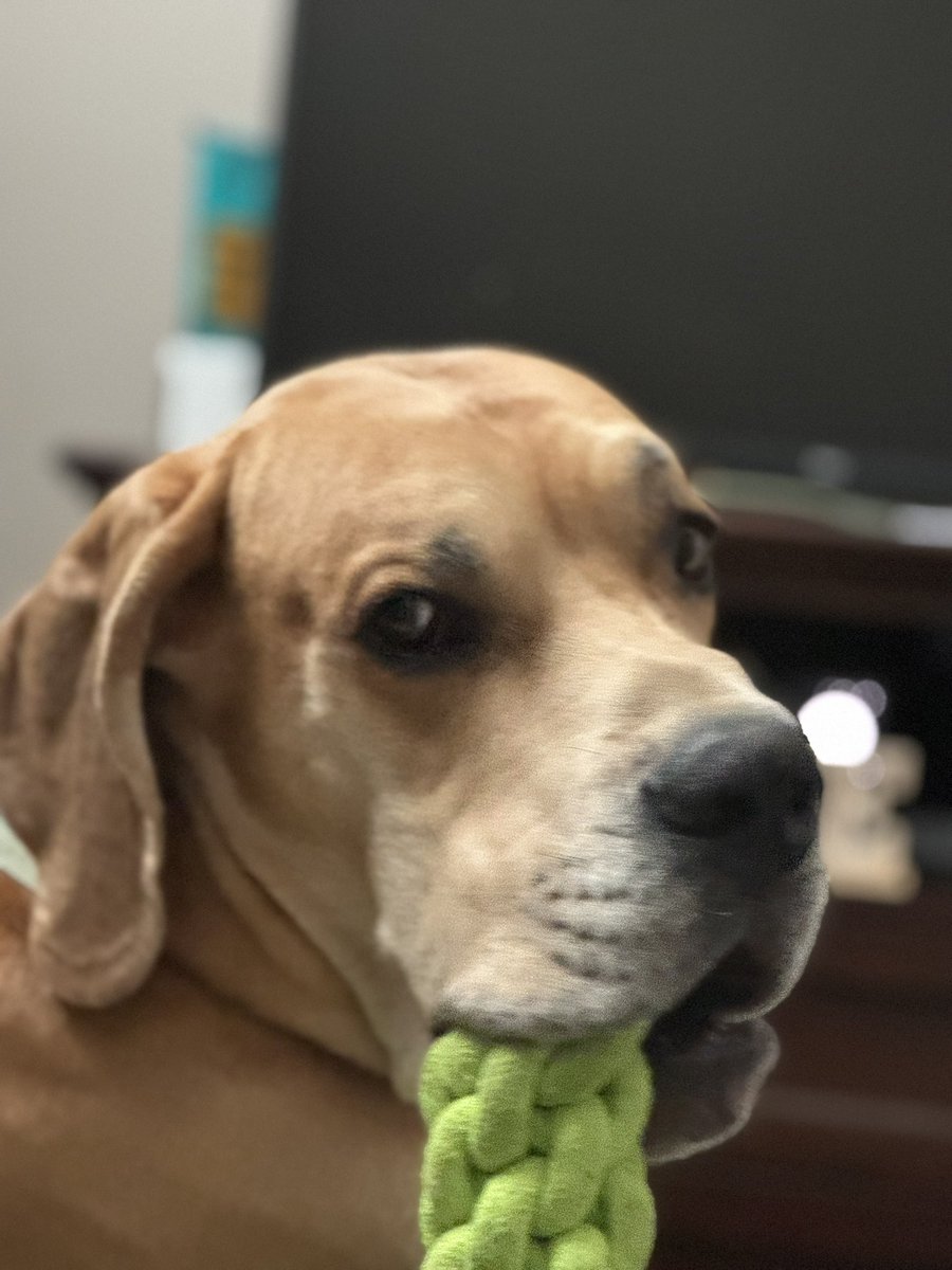 DogsareMiracles's tweet photo. Oh the expressions Service Dog Luka gives ☺️. Did you know he eats 18 Cups of Dog Food per day? 
Know what that equates to? $600 A MONTH 😱. Can anyone help feed him for the next 10 months?? Venmo @SendMeSnow Thx! 😊 #topchef #Bitcoin #MasterChefGR #Wednesday #GiveRep #BINI https://t.co/Z12UnRSgVp