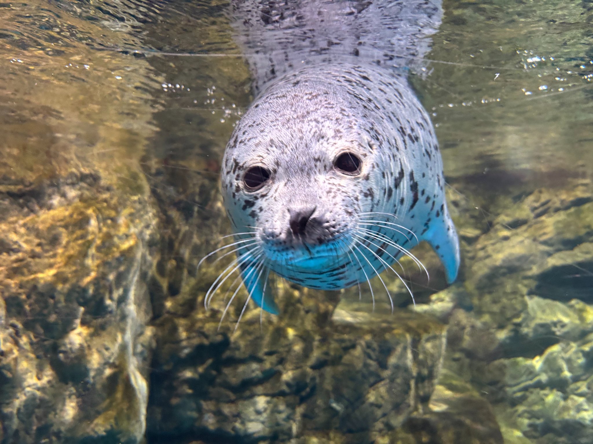 【青い湖ページ】 青森県営浅虫水族館【公式】 on X: 