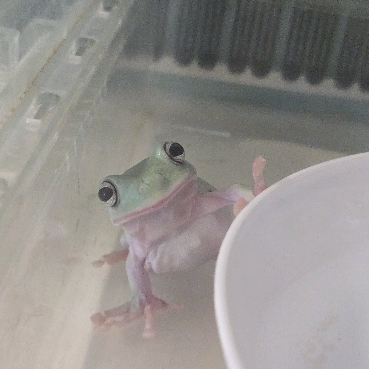 gumfrogs16's tweet photo. 明るい時間に活動なんて珍しいわ https://t.co/rsi5lg6s9t