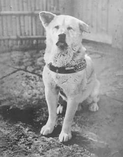 MatagiInu's tweet photo. Without $MATAGI, there would be no #Hachiko.

The most loyal #Akita.

0x00bEd1003e068400aFAa4A8e97b415e1c482B481

$NAKA $ESTEE $ISHIGO $TAIKI $COCORO https://t.co/6y8mNCbbYZ
