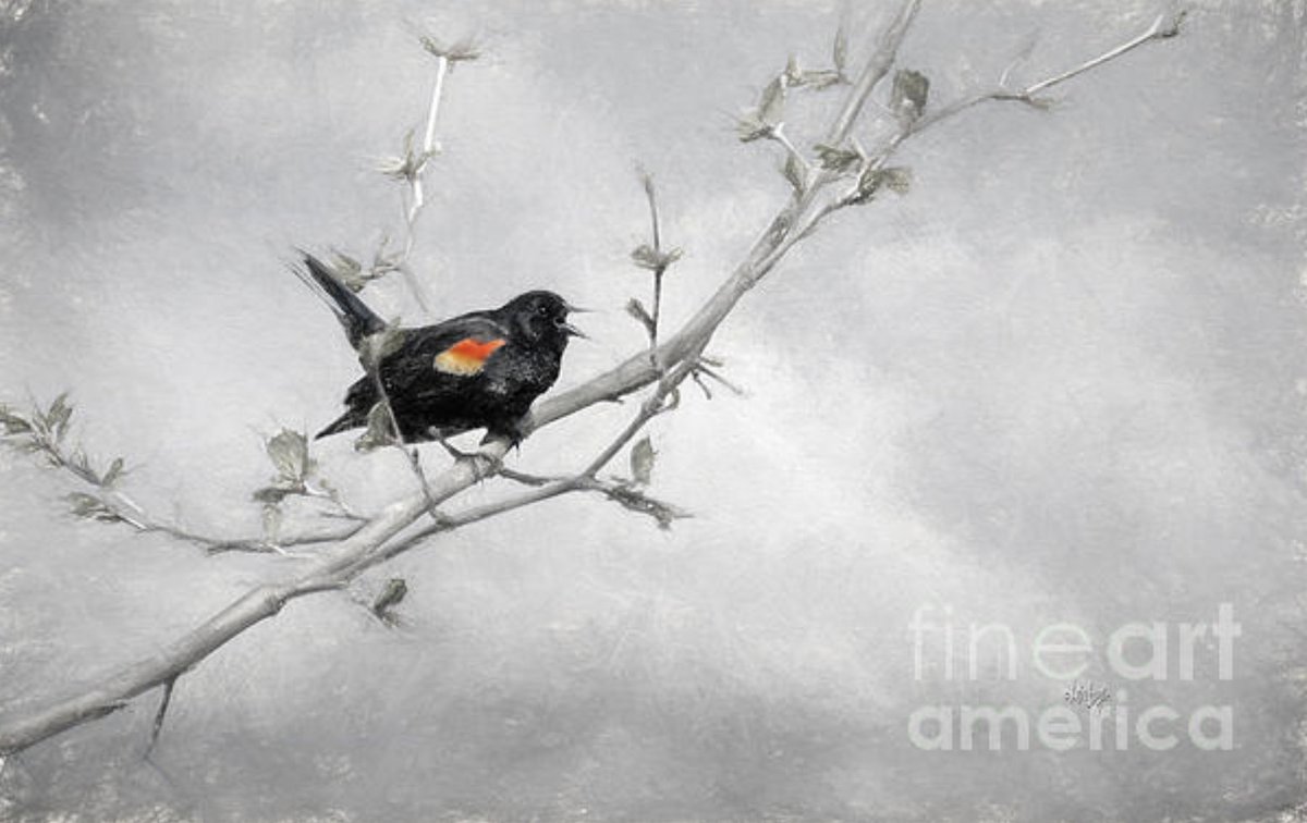 A Song Of Spring won 1st in the 6/16 contest "Selective Color Only - Spring Birds" held by the #FineArtAmerica Selective Color group. 
fineartamerica.com/featured/a-son… #art #giftideas #redwingedblackbird #birds #nature #wildlife #wildbirds #NotAi #LoisBryan