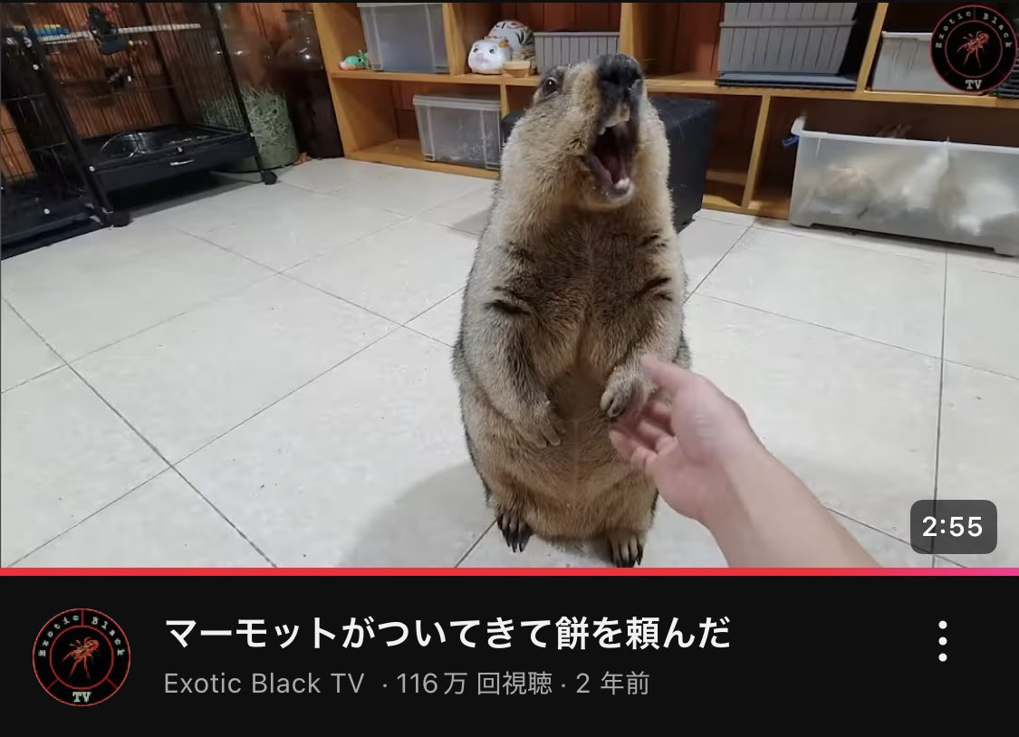 ダンプリング元気かなぁ