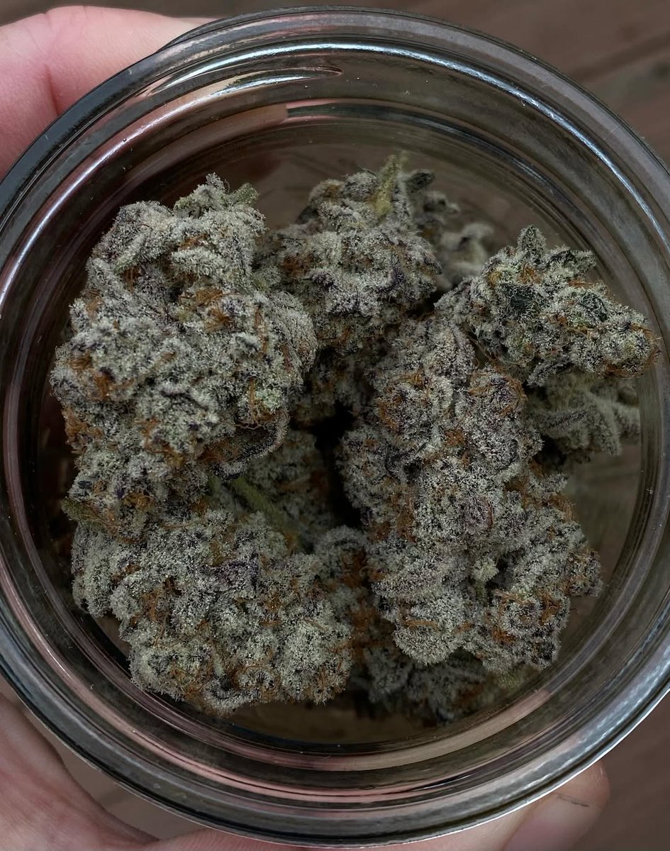 garden_of_slim's tweet photo. Frostman 2 weeks into cure https://t.co/XJM5t4vtWZ