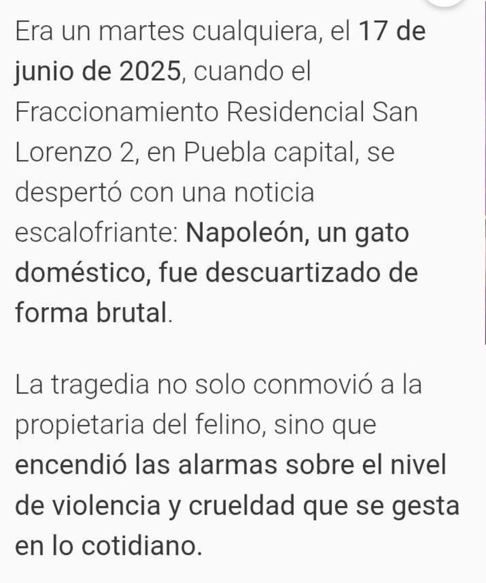 Abogado Animalista tweet media