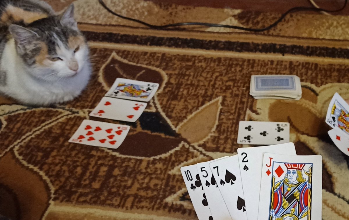 vickey_goose's tweet photo. @ShouldHaveCat https://t.co/5ORucbAp4M