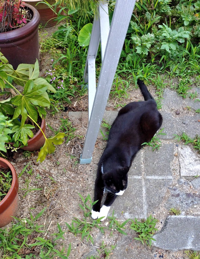 飼い主が早起きしてバタバタしていようが、オレはいつも通り過ごすぞ。