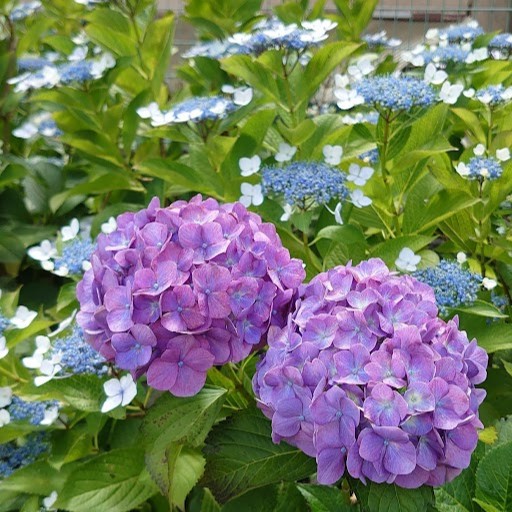 【🆕クエスト更新のお知らせ】
梅雨時期を彩ってくれるアジサイのクエストが登場だにゃ🌼色んなクエストに参加して1周年キャンペーンの”20投稿達成で7000マイルプレゼント”企画にチャレンジしてにゃ🐱
#アジサイ #梅雨 #梅雨を彩る花 #ジオクエ #ポイ活 #ジオクエ1周年