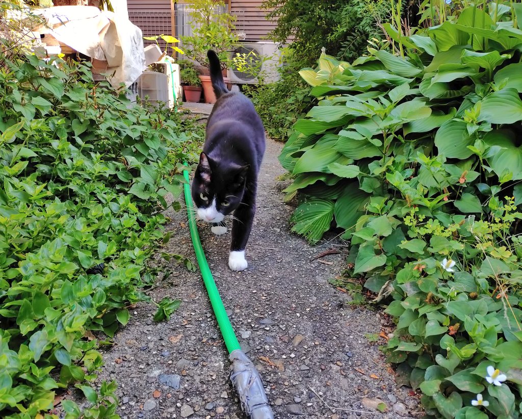 なんかバタバタしているぞ。
でも、オレは見廻り行くぞ！