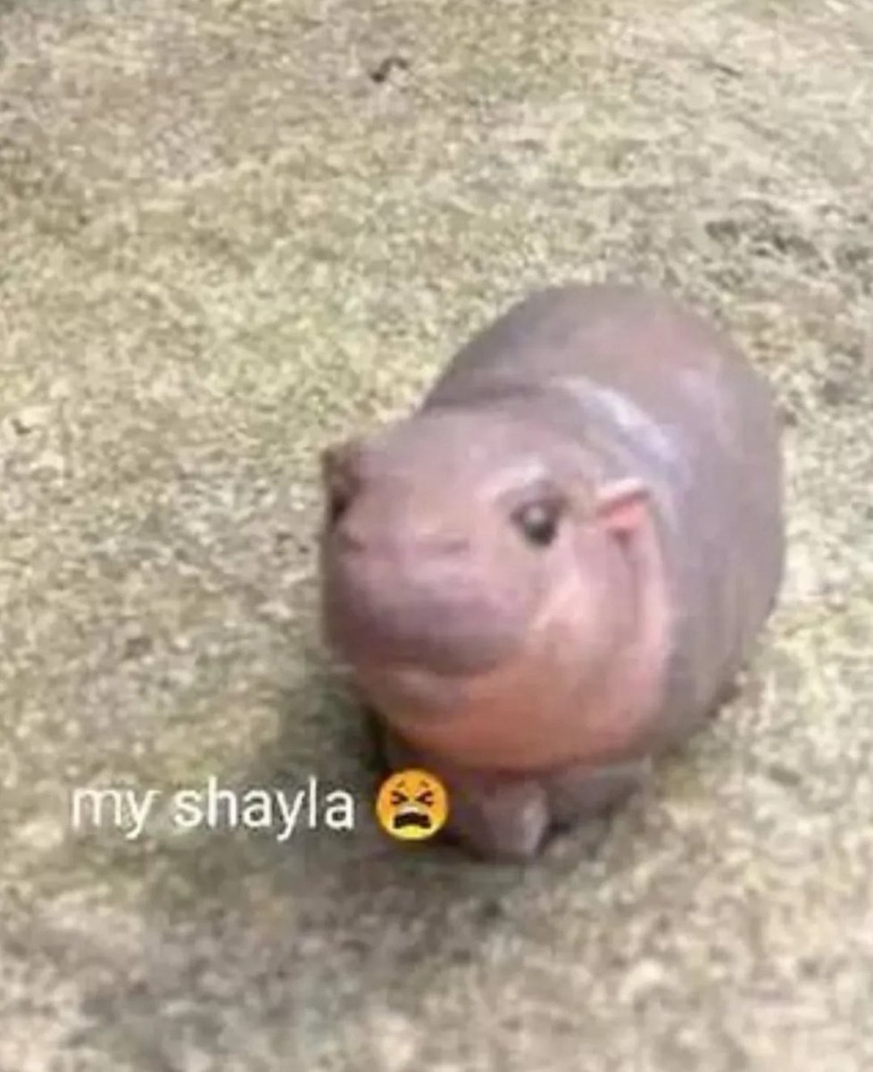 💖 (@twaniimals) on Twitter photo 