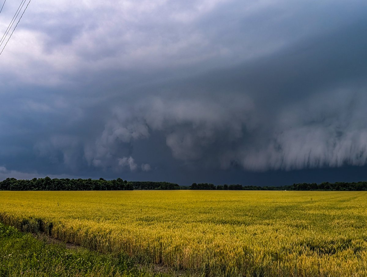 Brandon Freeman tweet media