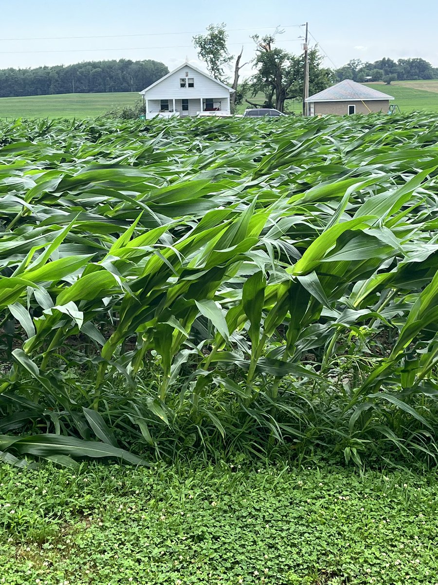 Hopeful this <a href="/PioneerSeeds/">Pioneer Seeds U.S.</a> core will stand back up after the storm that blew through S Lawrence county today. Probably be elbowed I’m sure. This from Kelly’s (Georges daughter) house looking at Jays house. She couldn’t see Jays porch this morning. #iversfarms #springstroms