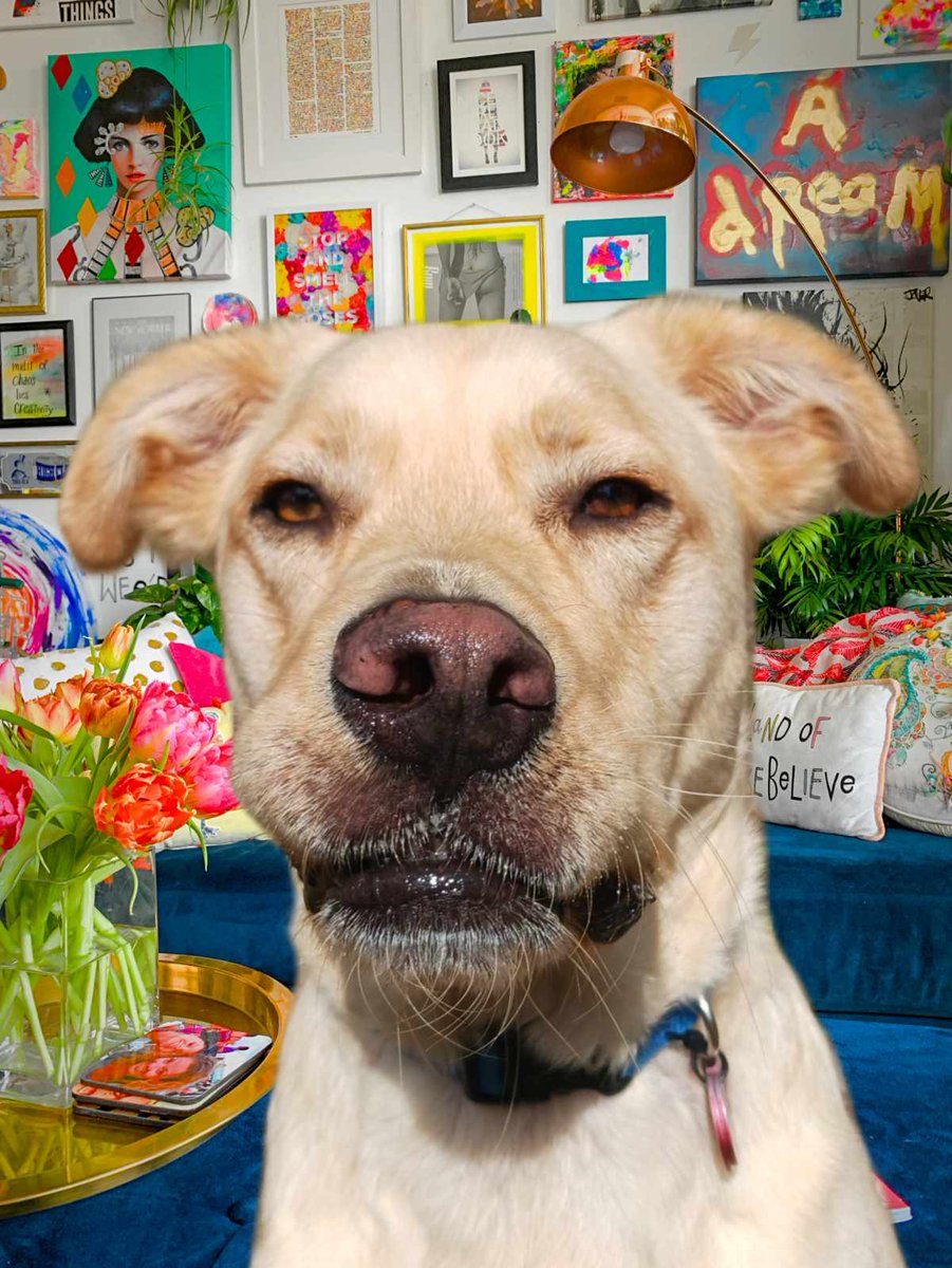 The animal care system =crisis mode. 3 to 4 million shelter animals are euthanized yearly. Adoption is a promise. Keep your pet.. even if they are imperfect. Bad behavior? Get training help. Medical issue? Deal with it like you would any member of your family. You made a promise.