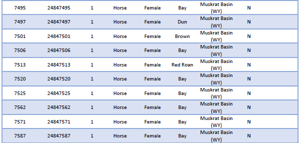Yearling fillies being offered for adoption this Saturday, June 21 at the Wheatland Corral! Head over to facebook.com/BLMWyoming to see more.
