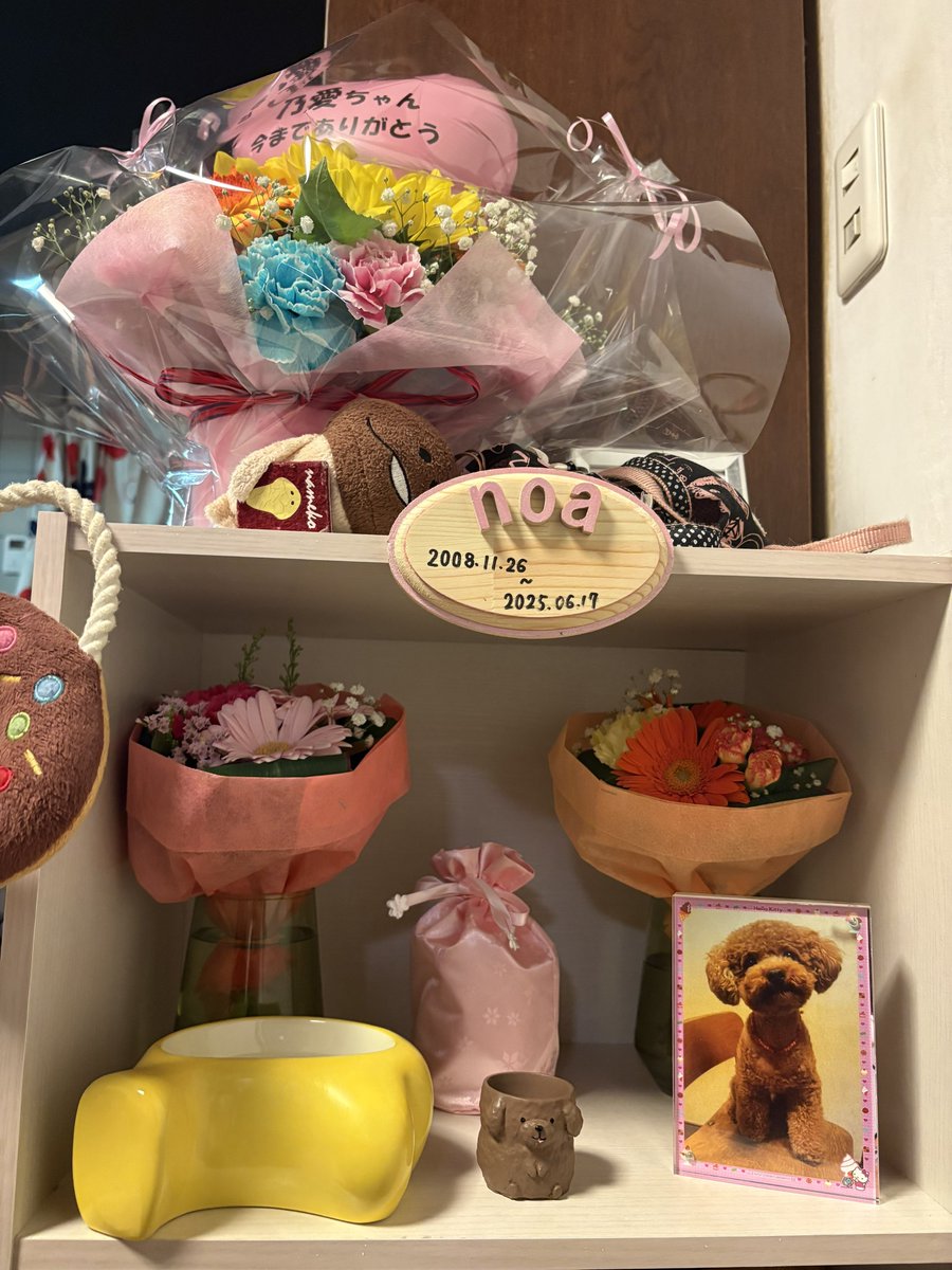 人生の半分以上がノアとの思い出。
小学５年生から居てるから
ほぼほぼの記憶にノアが居てる😋

だから、居てるのが当たり前すぎて
錯覚が凄い🥺

めっちゃ苦しいけど
ちゃんとお別れは出来たから
ほんまに良かったなって思ってる🐾

忘れる事は無い✨