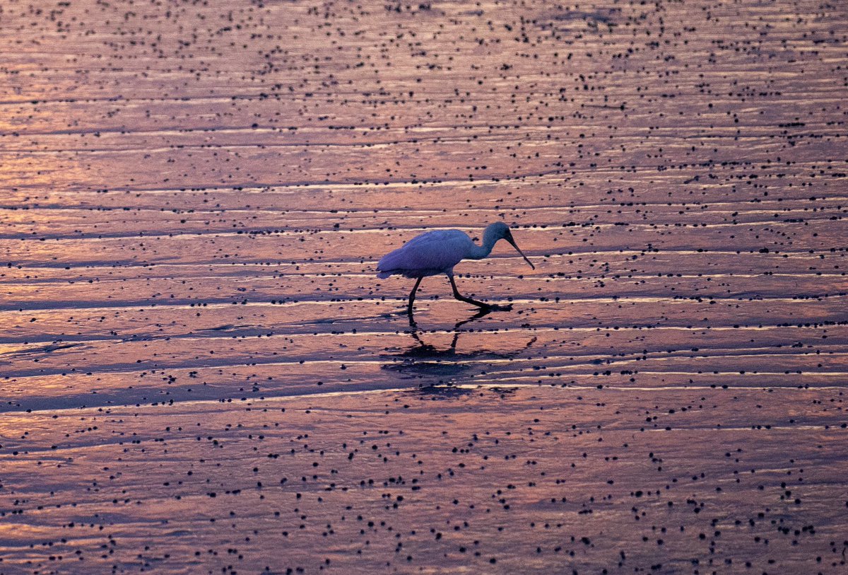 Goodnight Charleston!