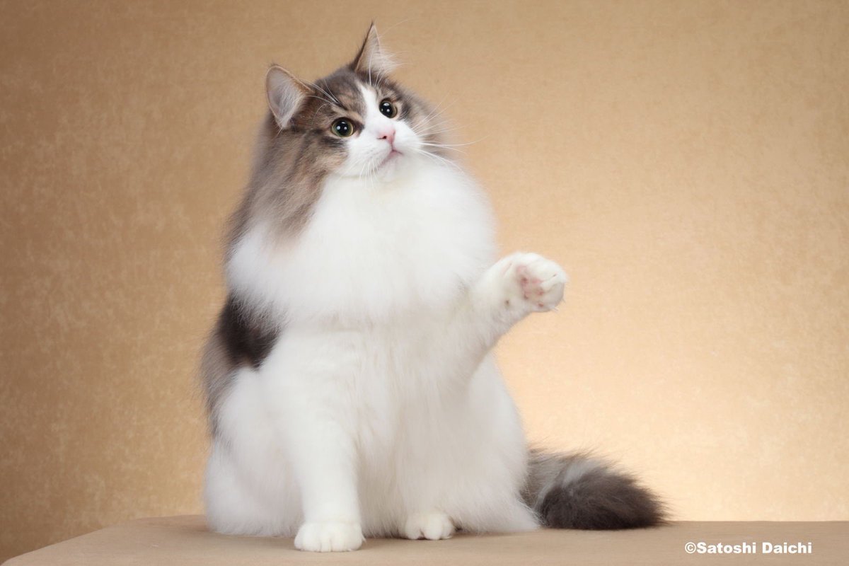 ぬん シエル 8月中旬迄 バーチャルシンガー・CIEL 再始動 2025年8月「CIEL展」開催決定