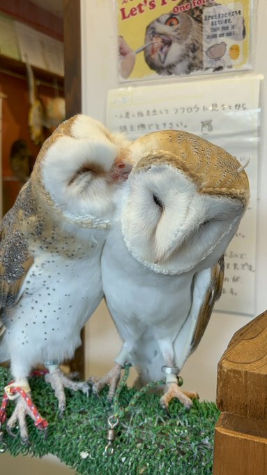  ふくろうの里 Owl Village