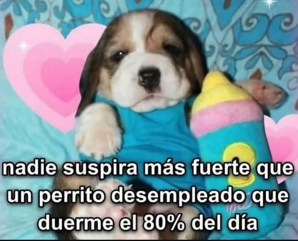 Dilo con perritos (@diloconperritos) on Twitter photo 