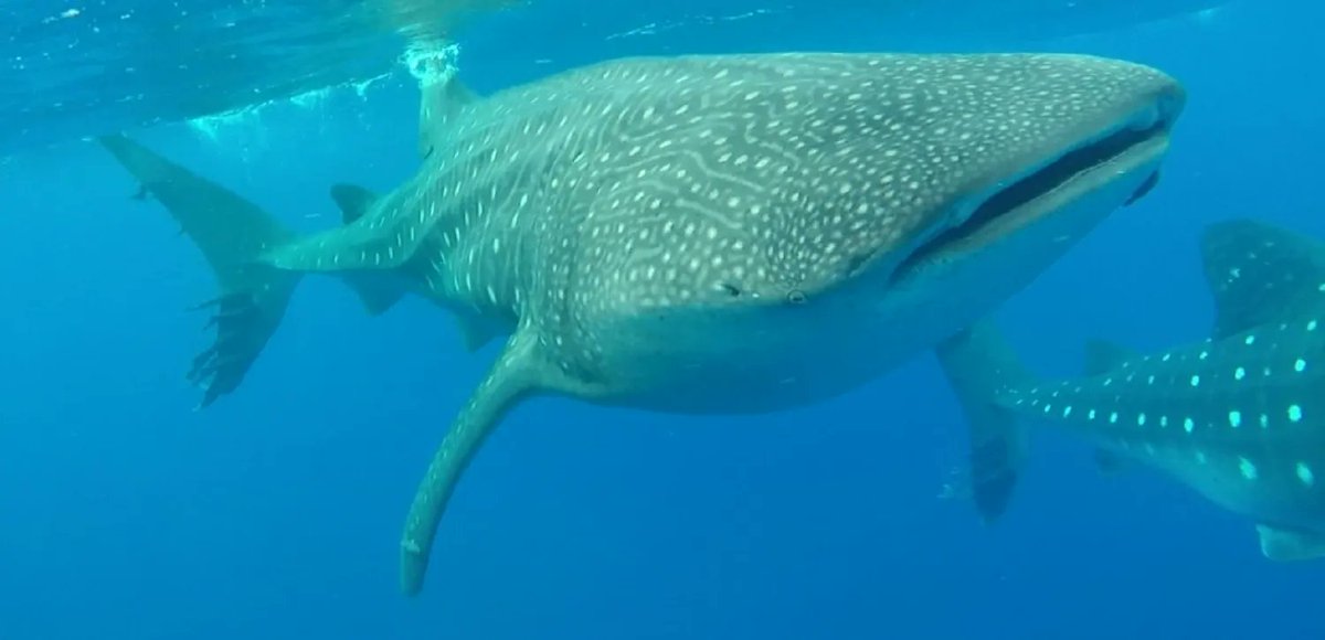 Most people take a plane. I took 10 boats, across 4 oceans. My latest story on Substack. Please subscribe while you're there.
open.substack.com/pub/livinglarg…