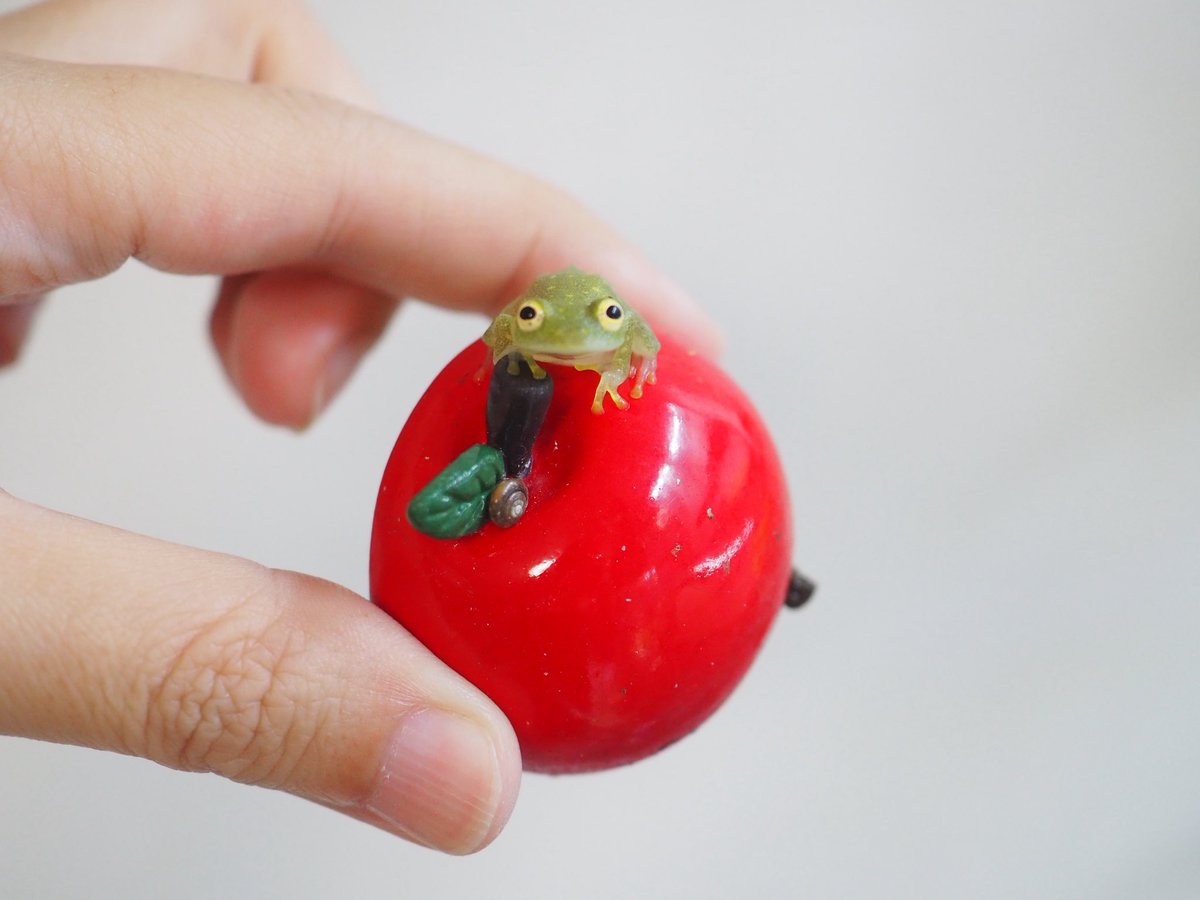 PIYO_KAERU's tweet photo. ケージの中に入れてあるリンゴの上に完璧なモデルさんいたから見て https://t.co/lVVv6odo8f