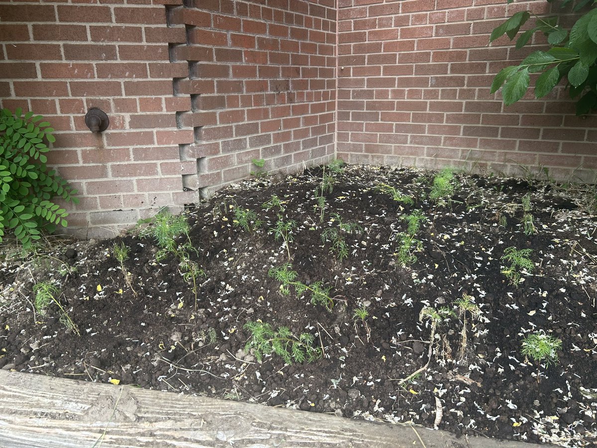 MsLanzarotta's tweet photo. Several weeks ago, we planted seeds with our reading buddies…. Finally our seedlings were ready to plant! @St_JohnXX3 @TCDSB #experiential  #handson #planting https://t.co/cyvUQ4tTPM