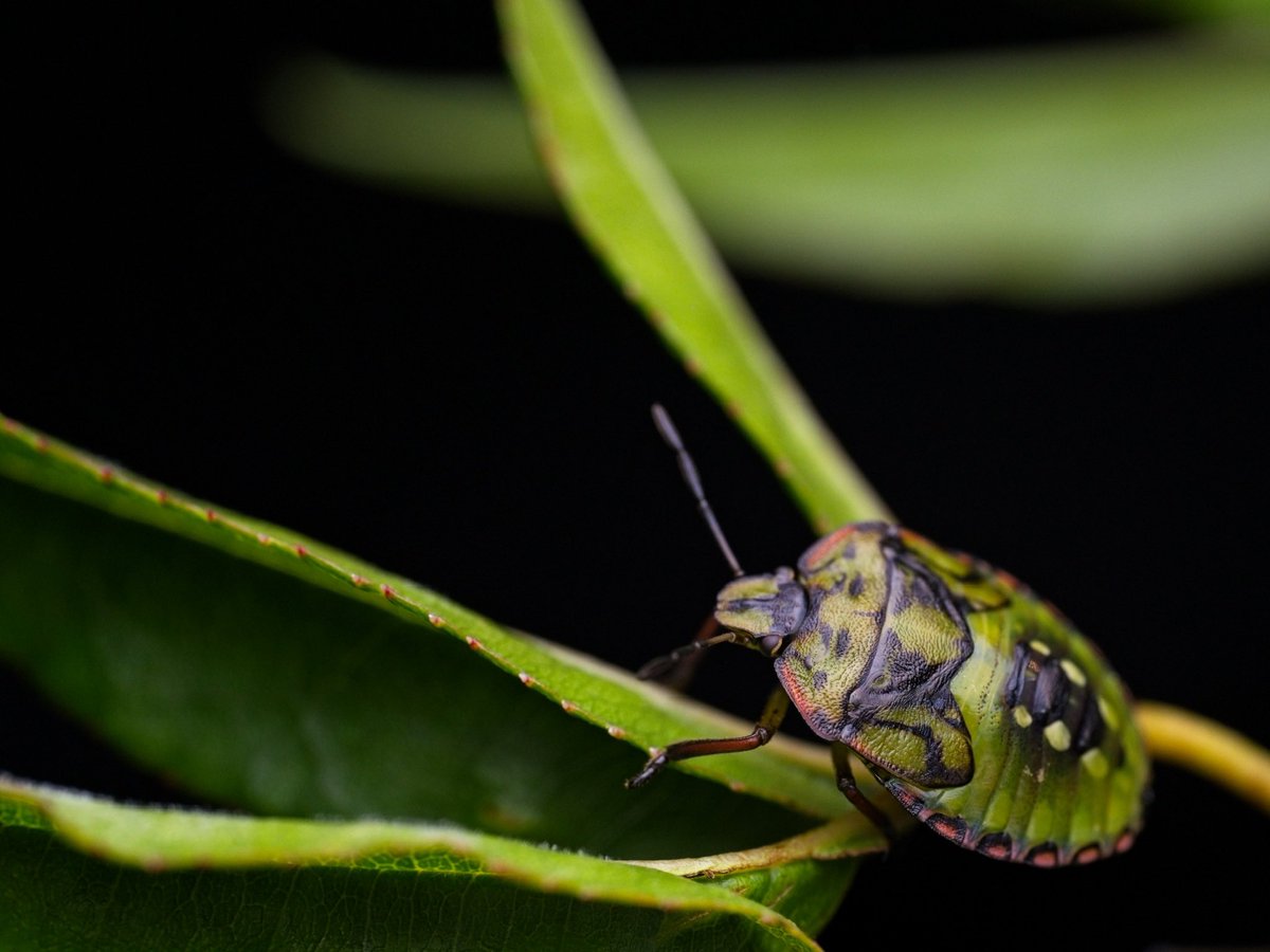 mcl_lewis's tweet photo. Stink bug. Found down in NZ shame they are a pest cause they look so cool. https://t.co/ZNCZFUSpis