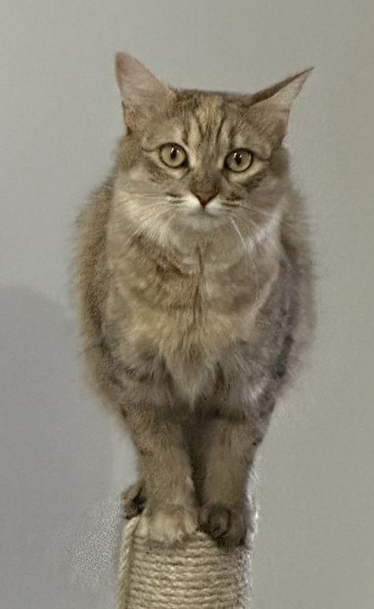 Gatos en adopcion tweet media