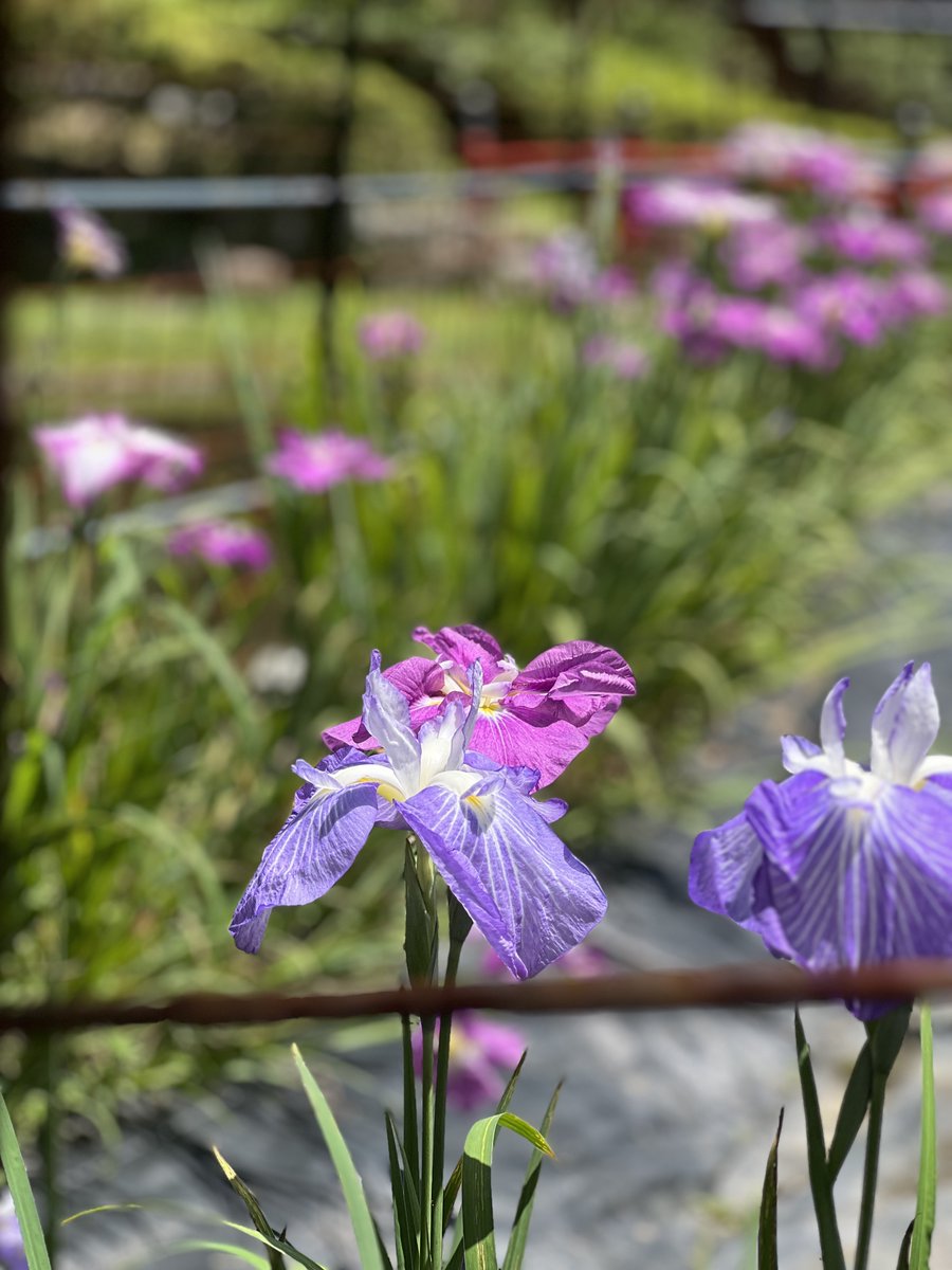 急に暑くなりましたが、境内では紫陽花と花菖蒲が涼やかに咲いています。