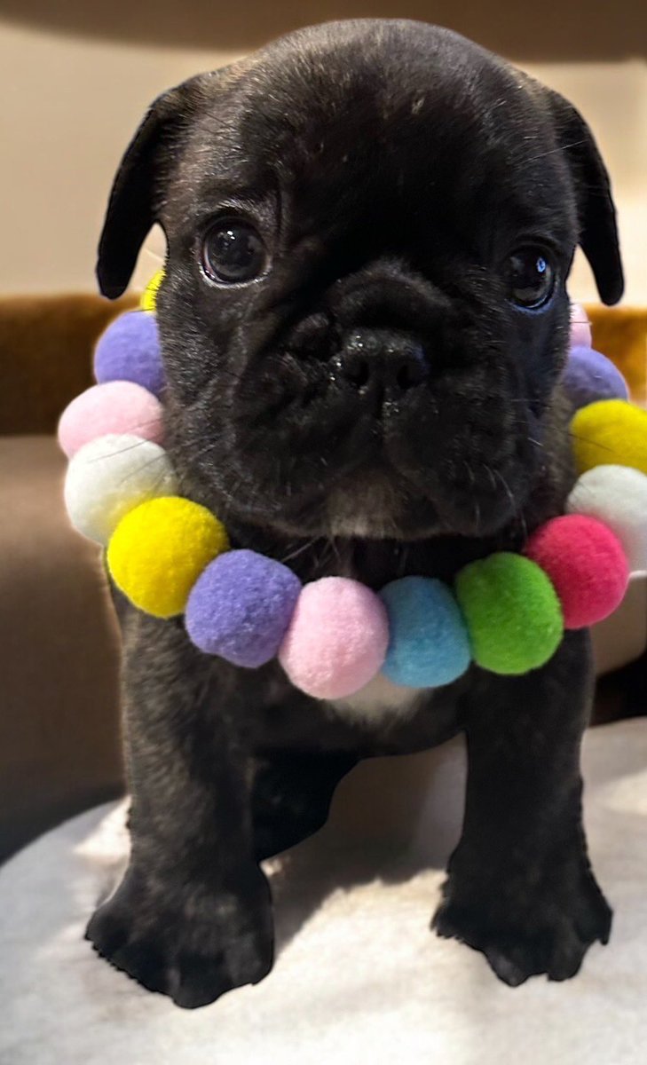 かわいすぎる。
優勝。