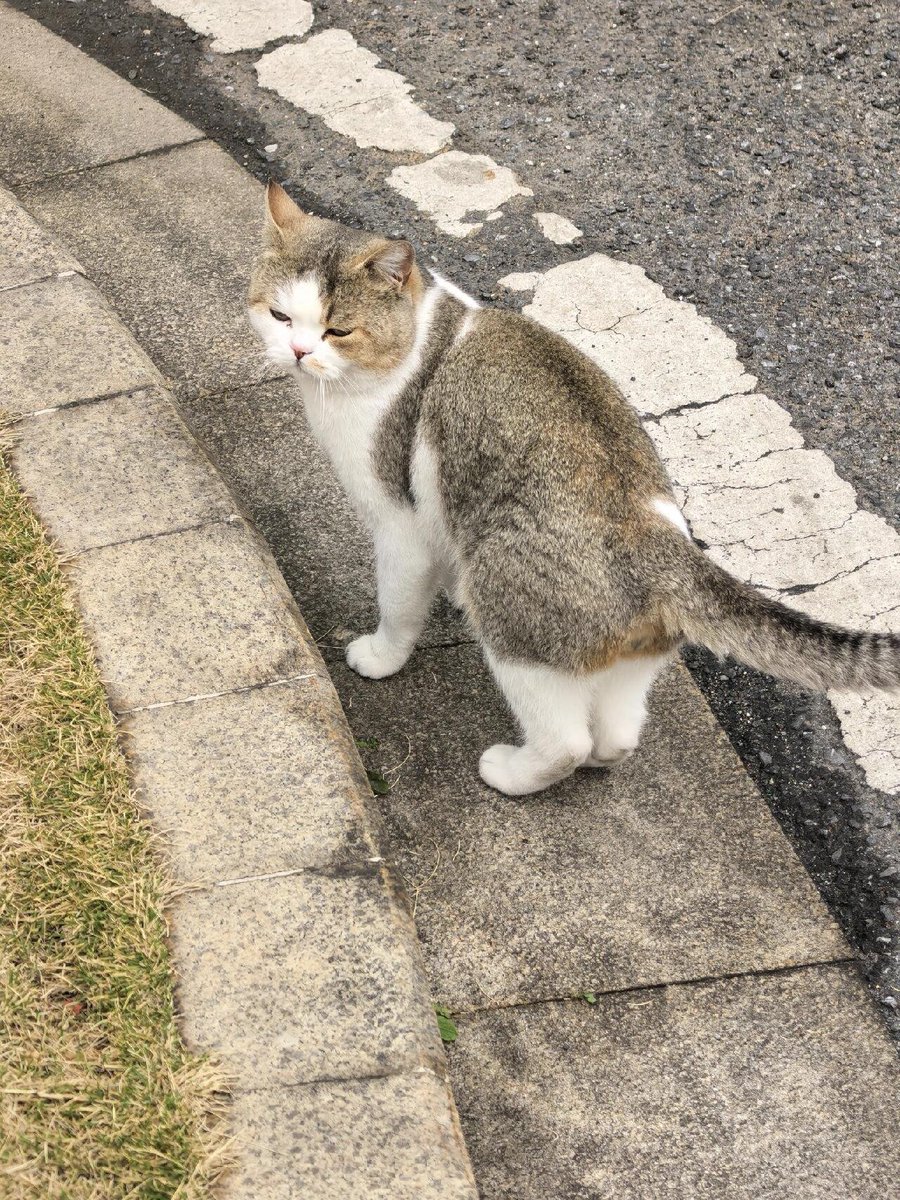 eslammedhat677's tweet photo. 子猫は少し眠いようです https://t.co/6xnSXzni5x