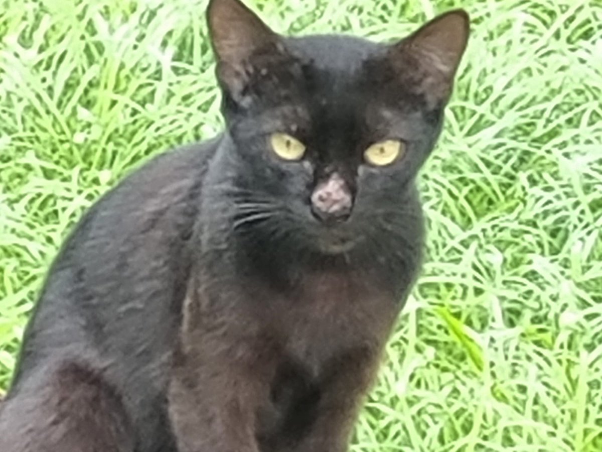 neliodoming's tweet photo. Preciso saber se a @UFRPE vai sediar o evento com vários animais soltos com esporotricose e sem tratamento. E não vai realizar um mutirão de castração dos cerca de 80 a 100 gatos que estão nos deptos de Agronomia, Economia, Educação e setor de Transportes antes do evento!? https://t.co/APslsfVpwm